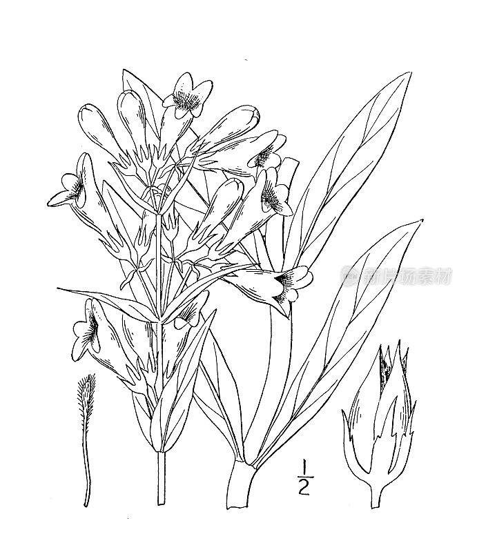 古植物学植物插图:Pentstemon glaber，大胡子光滑的舌头